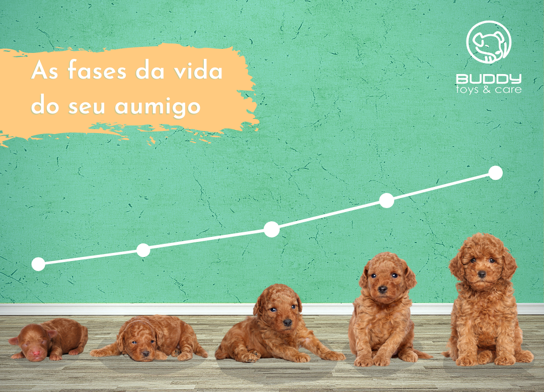 Fases da vida de um cachorro